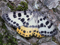 �V���N�K�}�Ӂ@�G�_�V���N����