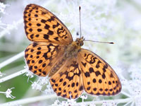 �q���E�����`���E