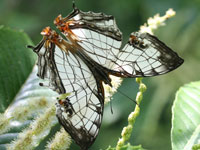 �C�V�K�P�`���E