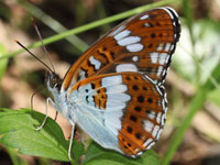 �C�`�����W�`���E