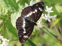 �C�`�����W�`���E