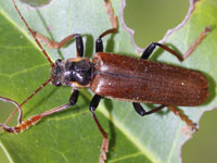 �W���E�J�C�{���}��