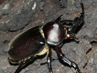 �J�u�g���V�}��