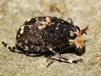 �q�Q�i�K�]�E���V�}��