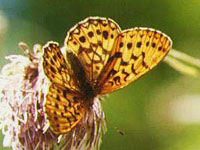 �J���t�g�q���E����