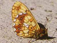 �J���t�g�q���E����