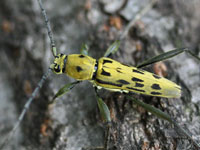 �L�C���g���J�~�L��