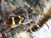 �L�X�W�g���J�~�L��