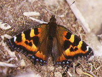 �R�q�I�h�V