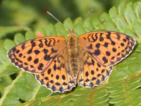 �R�q���E����