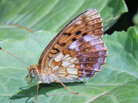 �R�q���E����