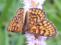 �R�q���E�������h�L