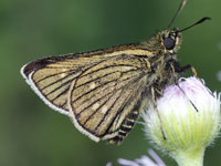 �Z�Z���`���E�}��