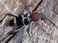 �N�r�A�J�g���J�~�L��