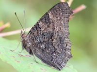 �N�W���N�`���E