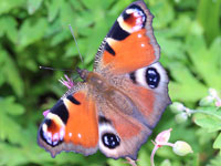 �N�W���N�`���E