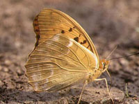 �N���K�^�q���E����