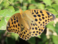 �N���K�^�q���E����