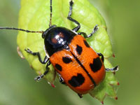 �n���V�}�Ӂ@�c�c�n���V���ȑ�