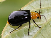 �n���V�}�Ӂ@�q�Q�i�K�n���V����