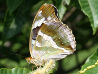 ���X�O���q���E����