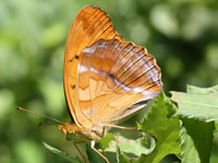 ���X�O���q���E����