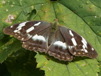 ���X�O���q���E����