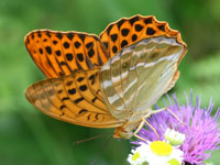 �~�h���q���E����