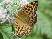 �~�h���q���E����