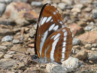 �~�X�W�`���E