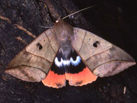 ���K�}�Ӂ@�V�^�o�K���ȑ�