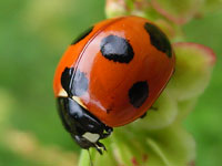 �e���g�E���V�}��