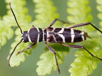 �j�C�W�}�g���J�~�L��