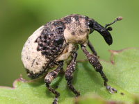 �]�E���V�}�Ӂ@�A�i�A�L�]�E���V��