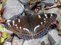 �I�I�C�`�����W