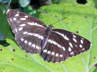 �I�I�~�X�W