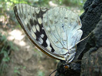 �I�I�����T�L