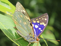 �I�I�����T�L