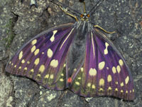 �I�I�����T�L