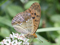 �I�I�E���M���X�W�q���E����