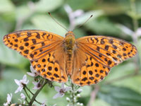 �I�I�E���M���X�W�q���E����