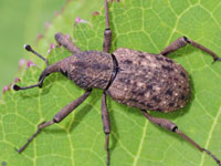 �]�E���V�}�Ӂ@�I�T�]�E���V�ȑ�