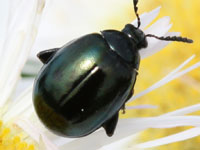 �n���V�}�Ӂ@�m�~�n���V����