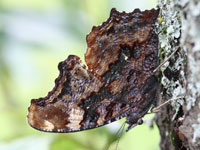 �����^�e�n