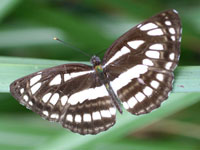 �����E�L���E�~�X�W