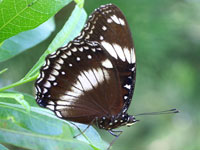 �����E�L���E�����T�L