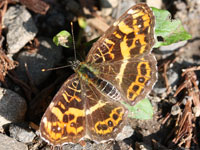 �T�J�n�`�`���E