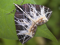 �V���N�K�}�Ӂ@�i�~�V���N����