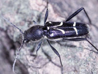 �V���P�g���J�~�L��