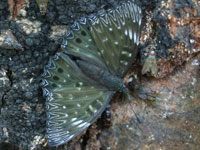 �X�~�i�K�V